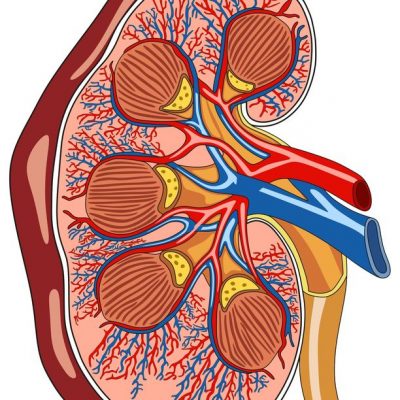 Doppler tętnic nerkowych