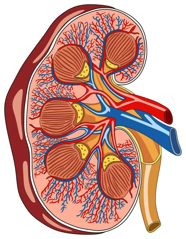 Renal artery Doppler ultrasound