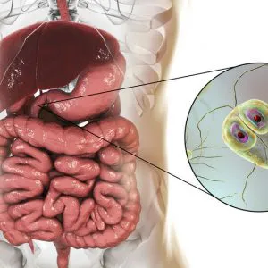 Giardia lamblia (Giardien) im Stuhl – Laboruntersuchung